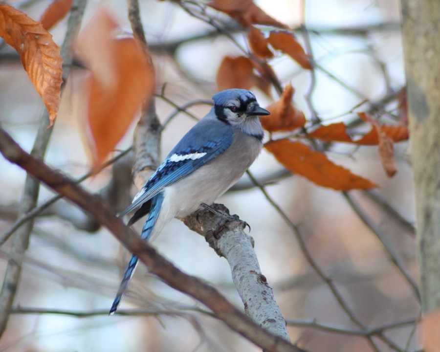 Photo by Graham Hagenah: a blue jay perched on a branch among orange fall leaves