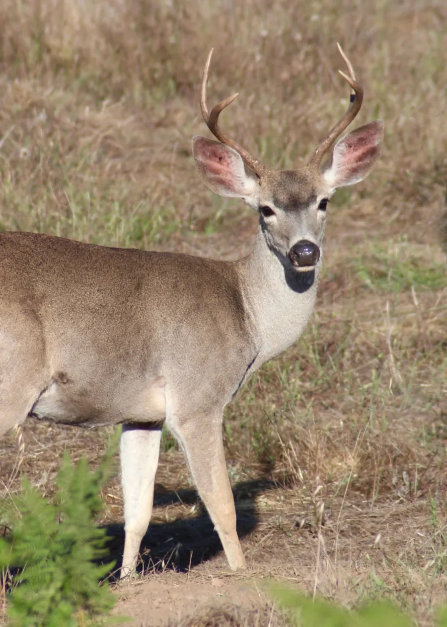 Photo by Graham Hagenah: a young black-tailed buck with two-point antlers standing in dry grass, looking at the camera