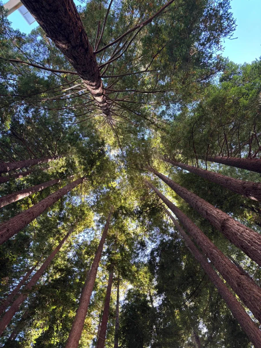 Photo by Graham Hagenah: looking straight up through a ring of tall redwood trunks to a sunlit canopy